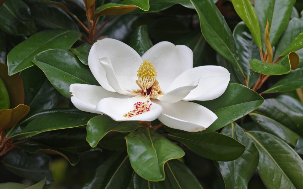 southern_magnolia